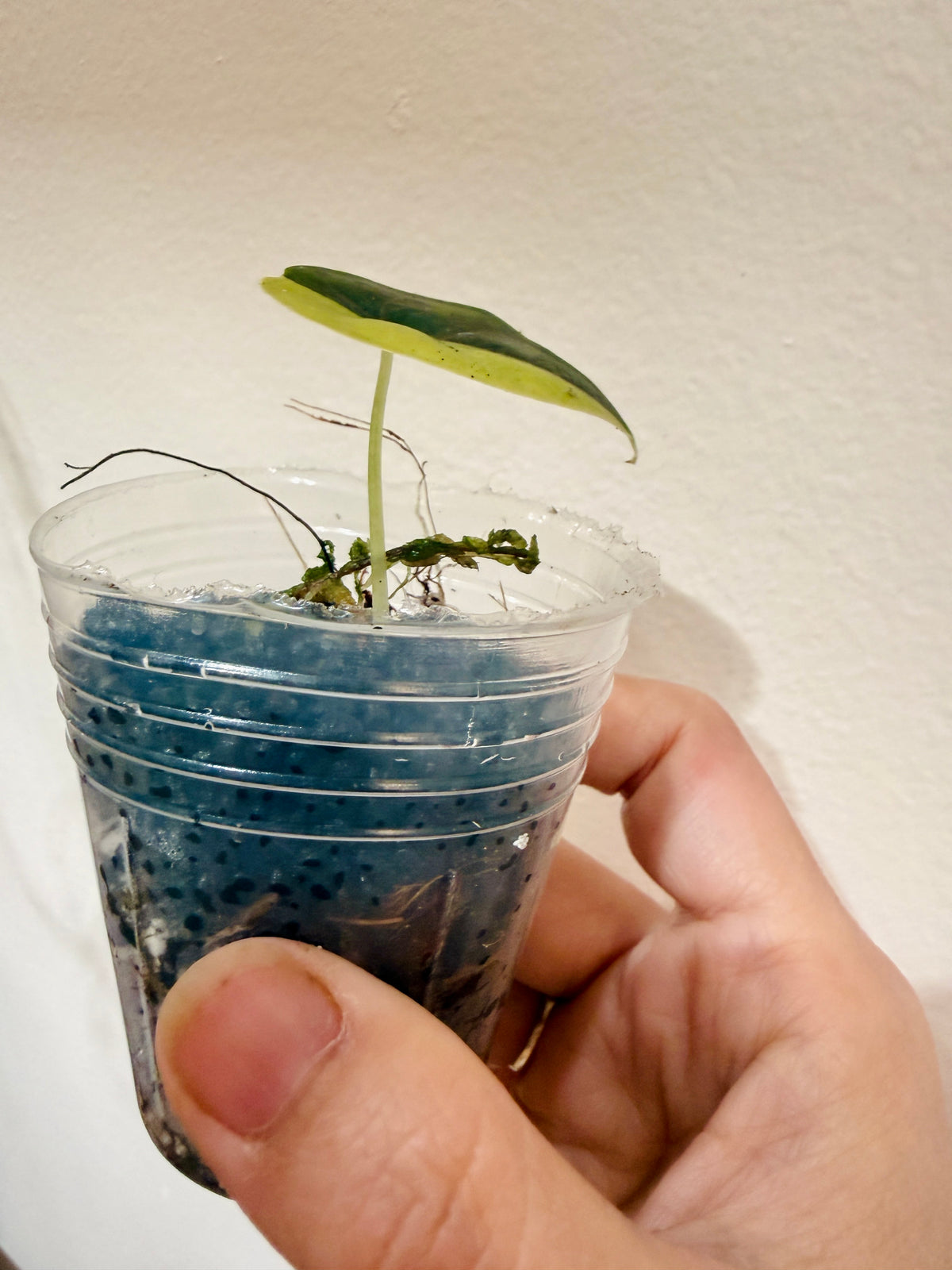 Alocasia Azlanii Aurea