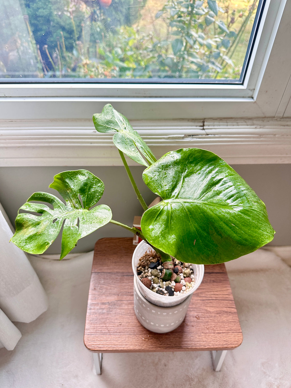 Monstera Compacta Cultivar