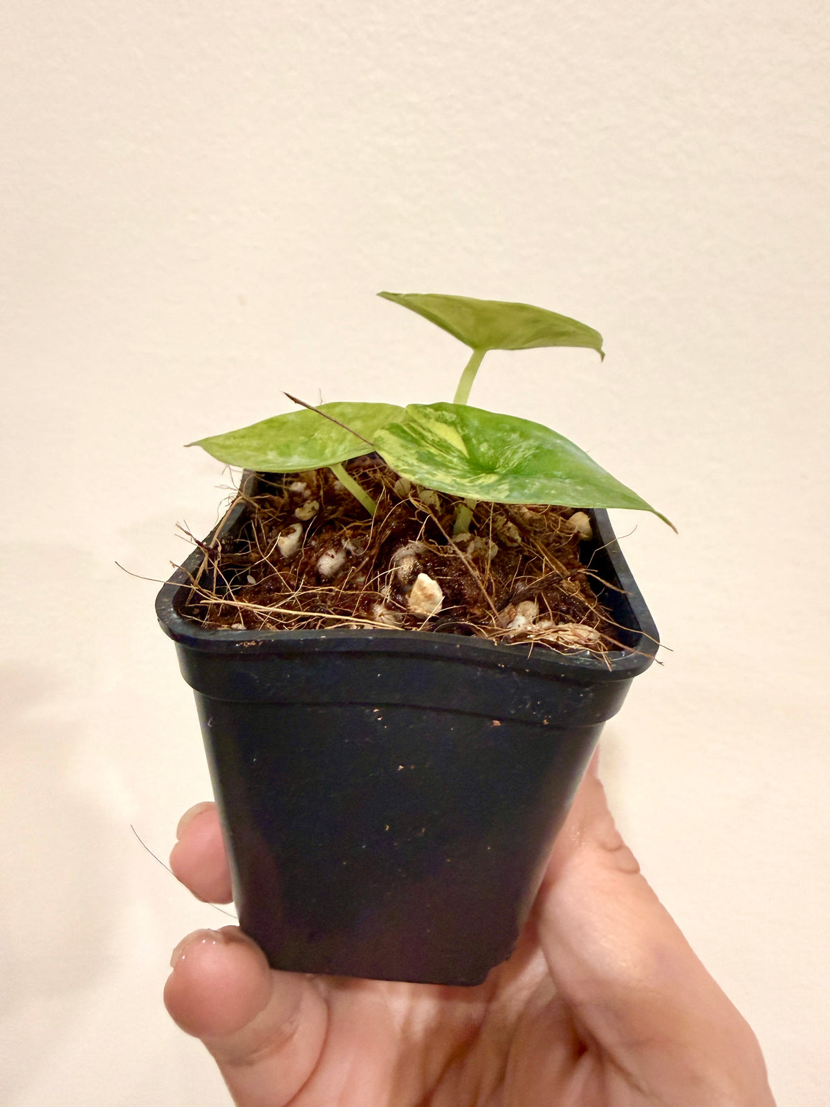 Alocasia Nebula Aurea Variegated