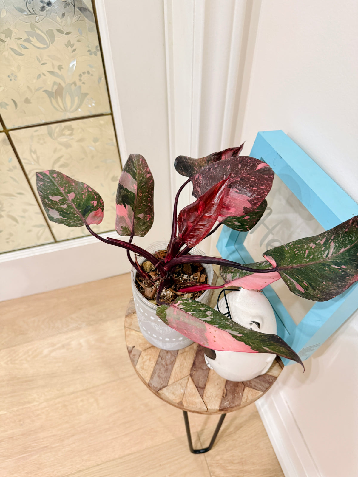 Philodendron Pink Princess Galaxy