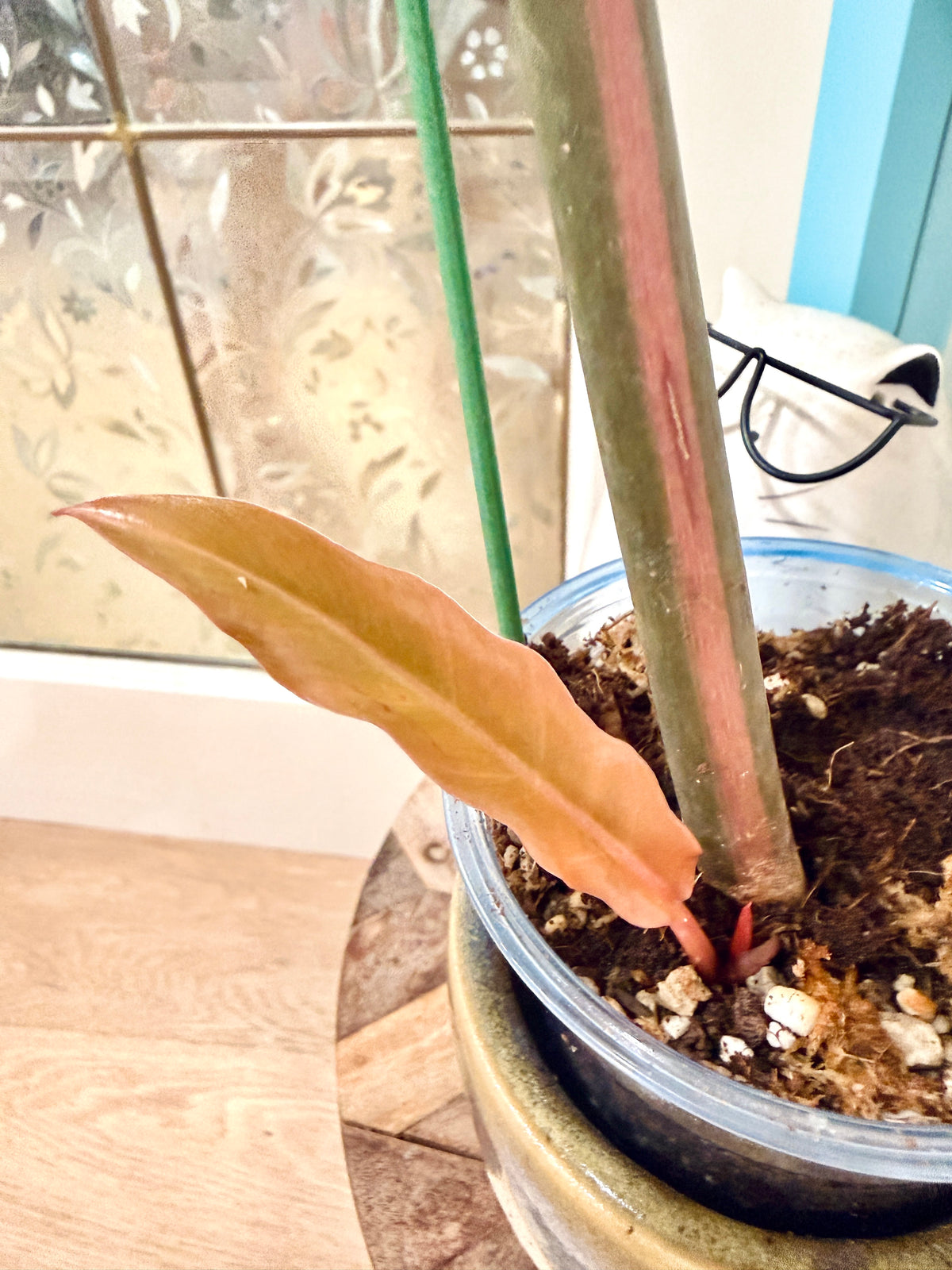 Philodendron Caramel Marble