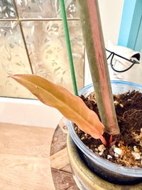 Philodendron Caramel Marble
