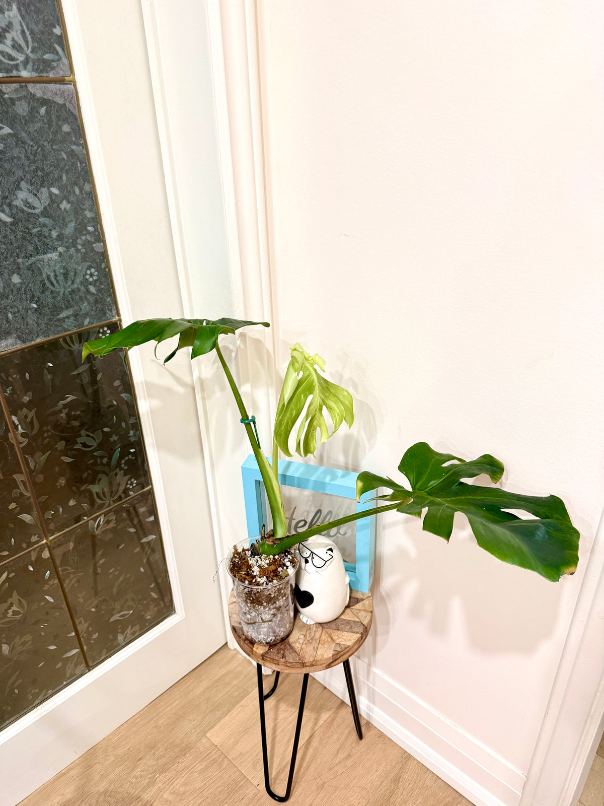 Monstera Ocean Green Mint