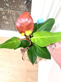 Philodendron Red Moon Variegated
