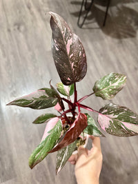 Philodendron Pink Princess Galaxy