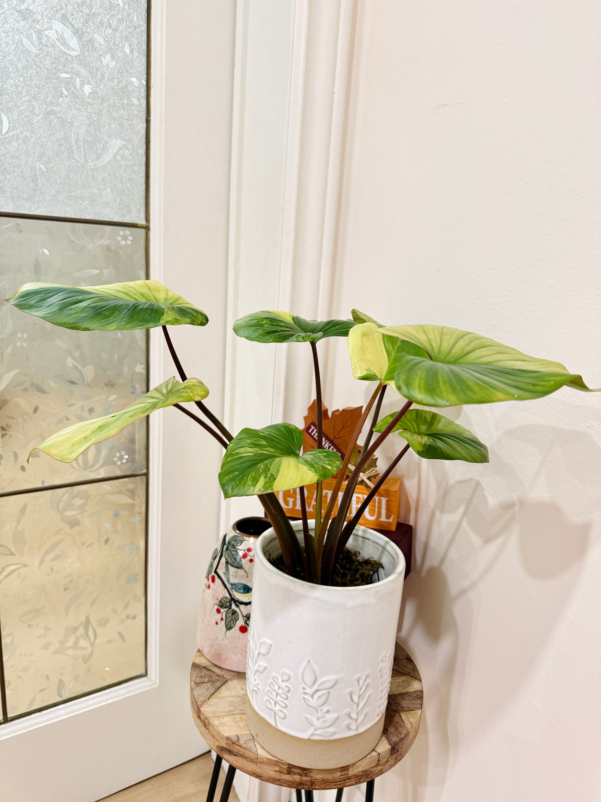 Homalomena Rubescens Aurea Variegated