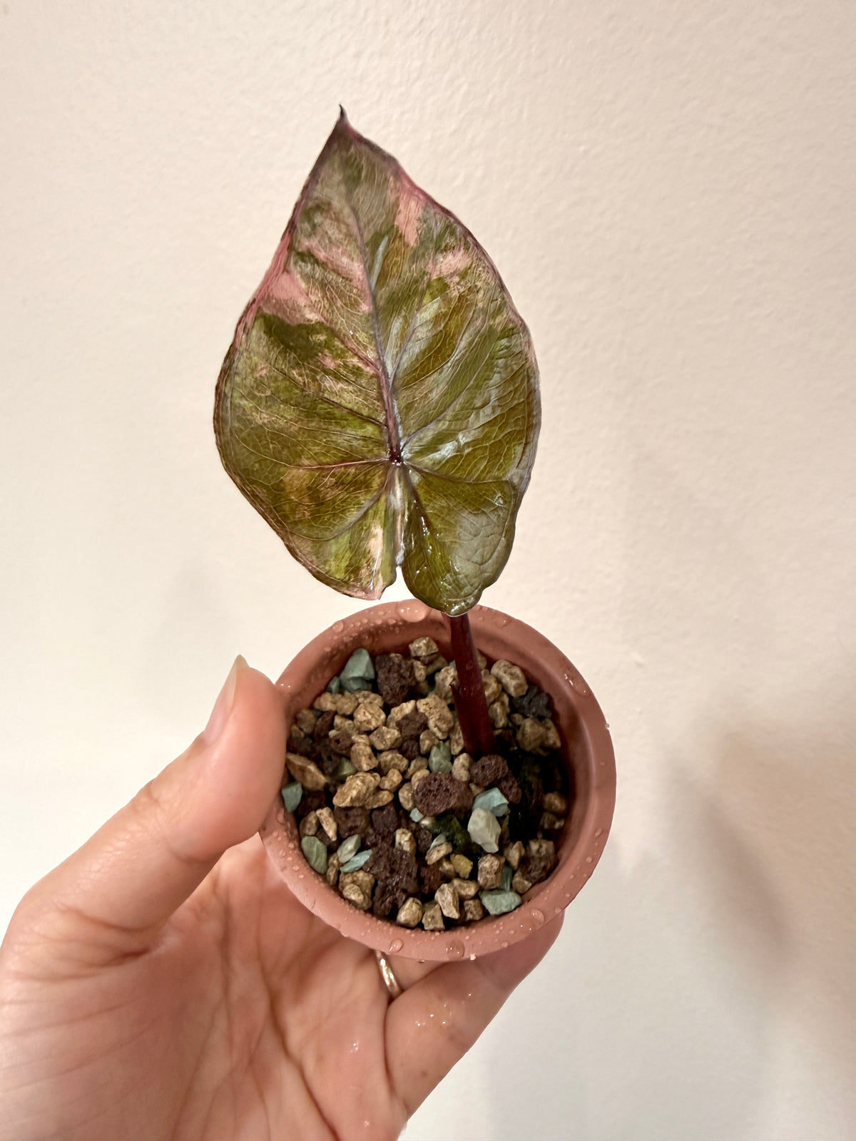 Alocasia Serendipity Variegated