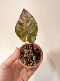 Alocasia Serendipity Variegated