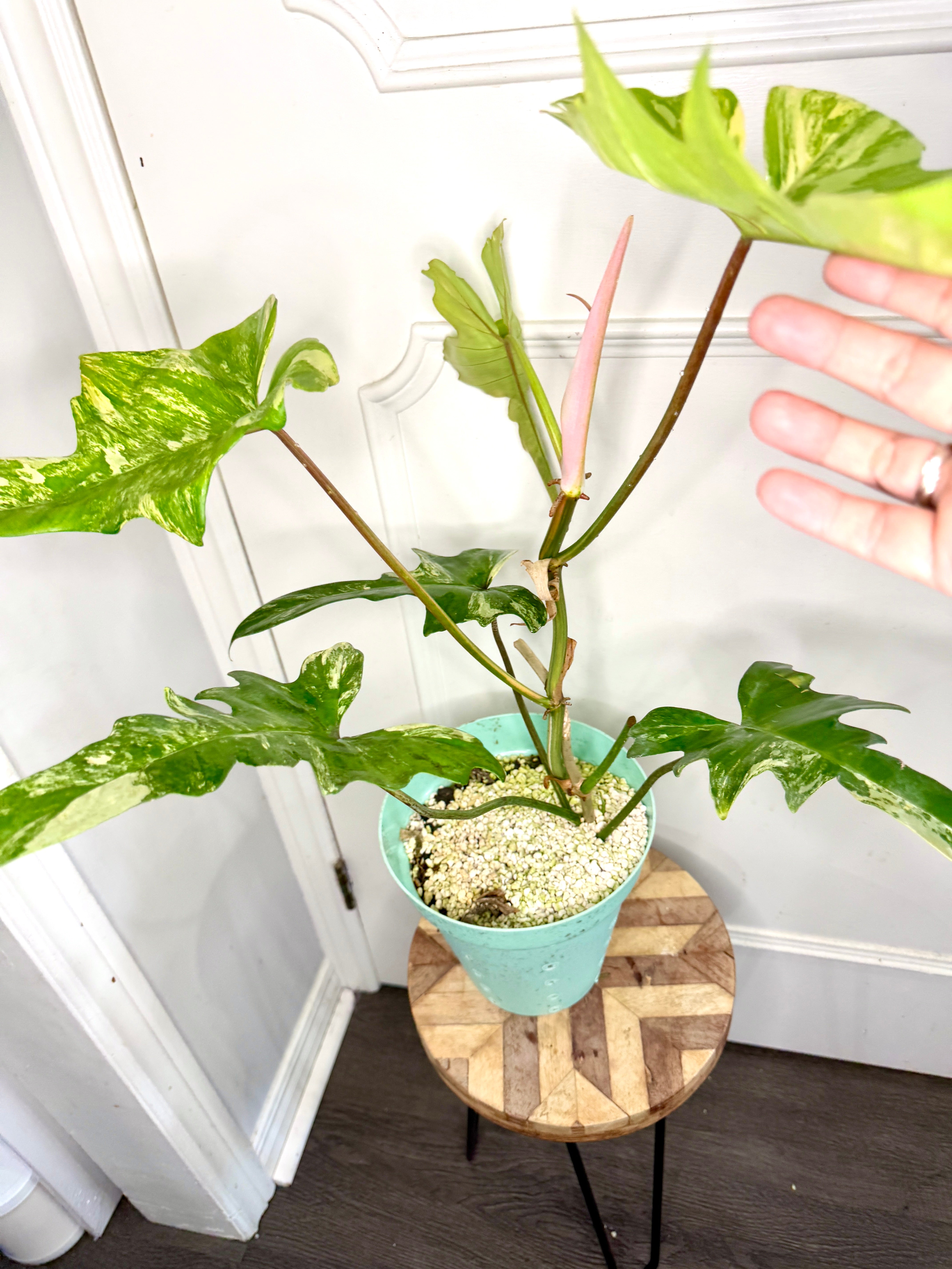その他観葉植物 2x Philodendron florida beauty x mayoi Philodendron Florida Beauty x Mayoi – Rare Tropical Plants