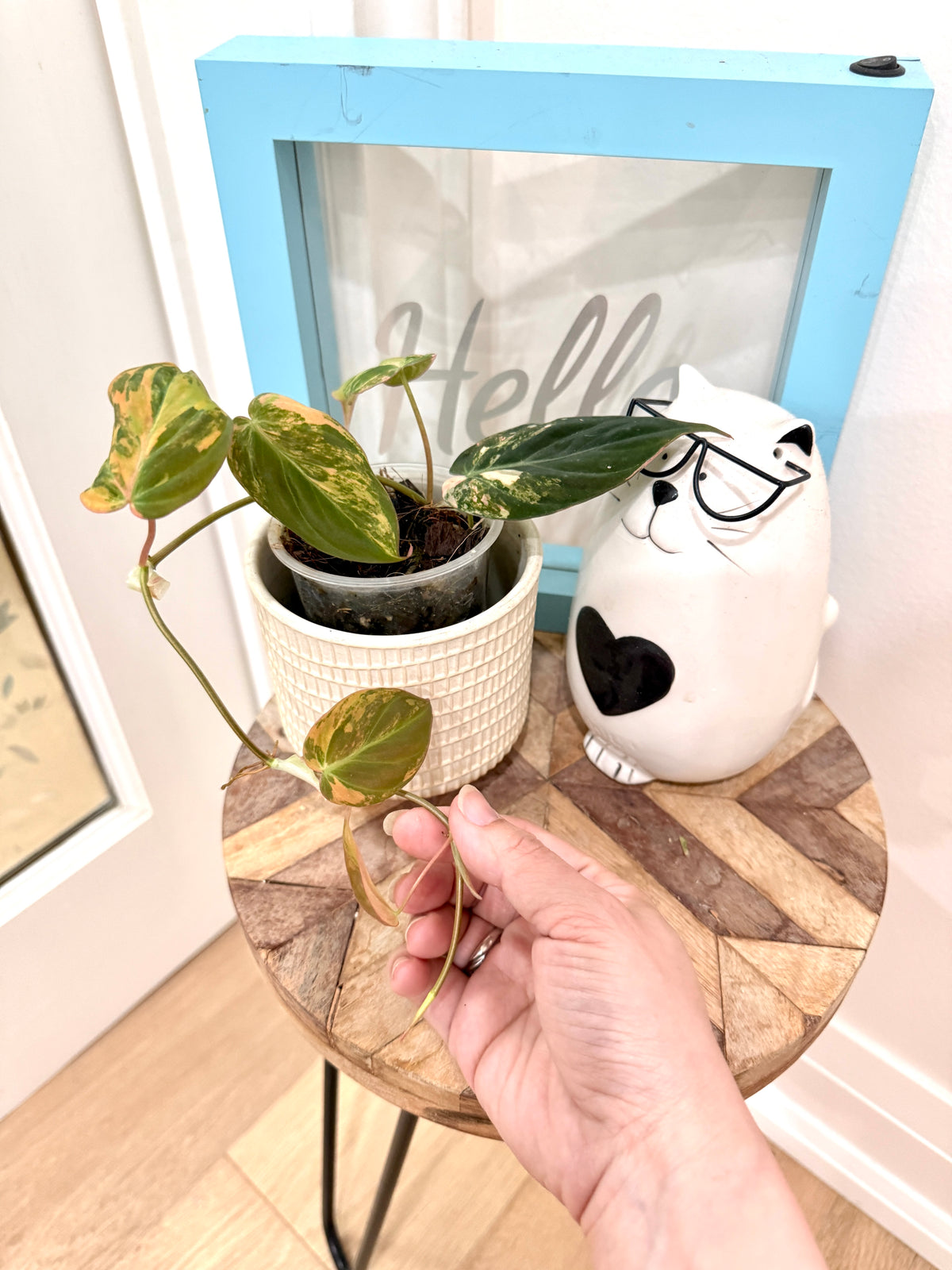 Philodendron Micans Variegated