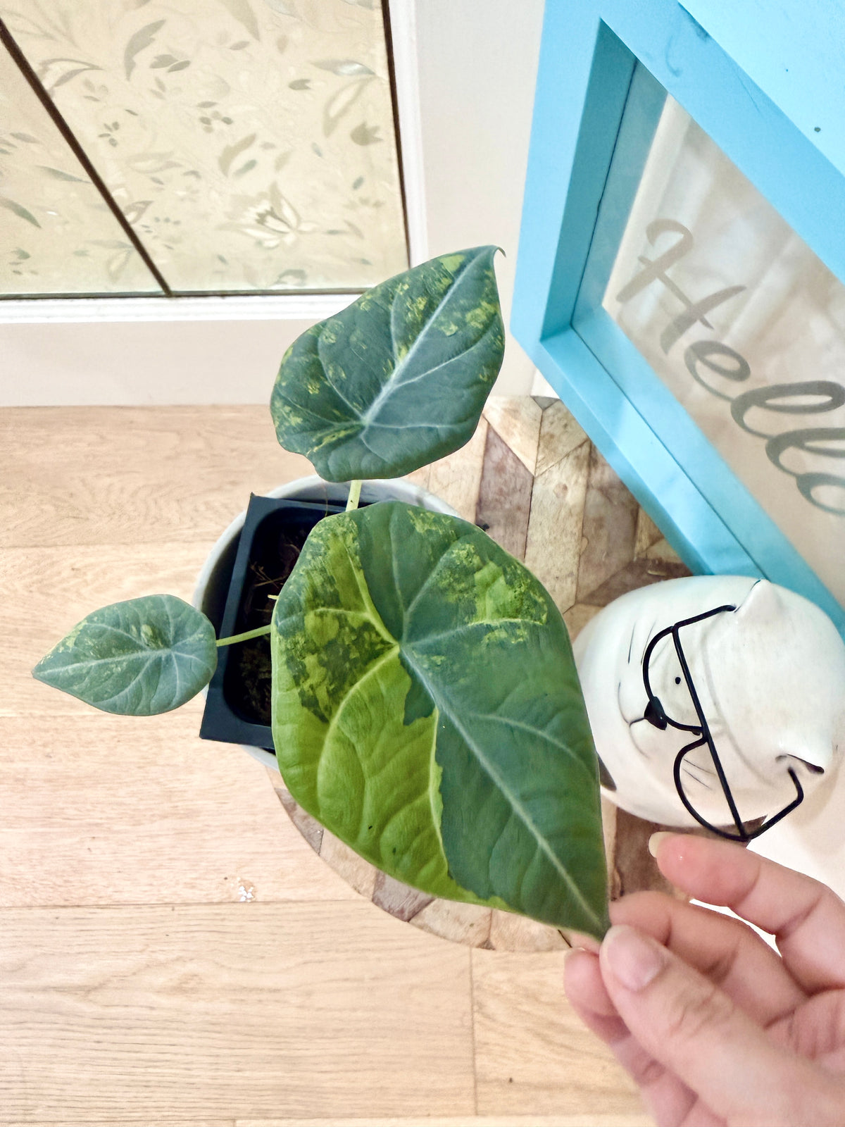ALOCASIA GOLDEN LIME