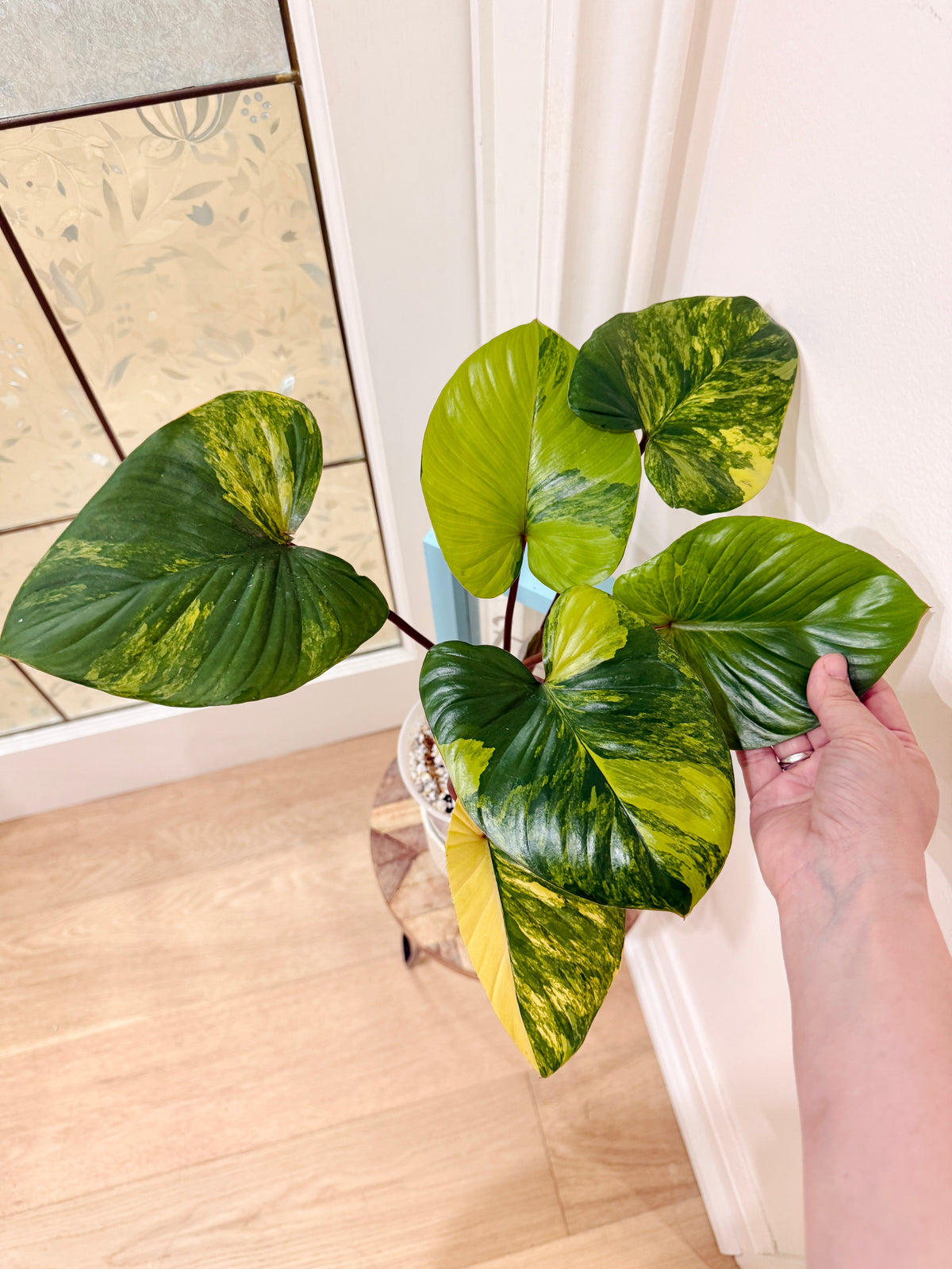 Homalomena Rubescen Tricolour