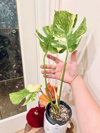 Monstera Legacy Compacta