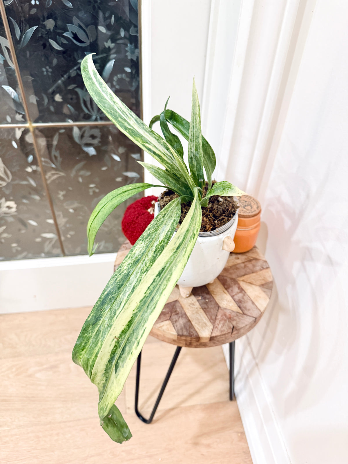 Anthurium Vittarifolium Variegated