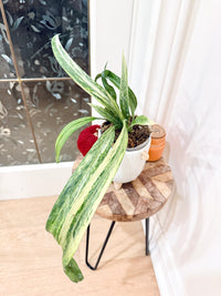 Anthurium Vittarifolium Variegated