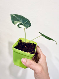 Alocasia Maharani Albo