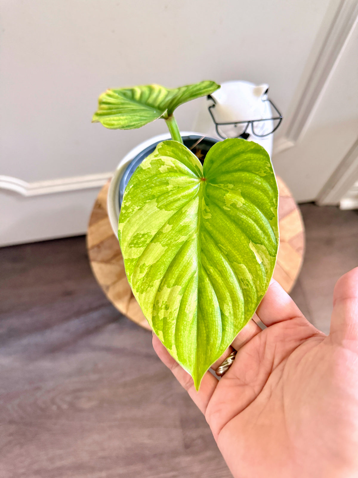 Philodendron Mamei Variegated