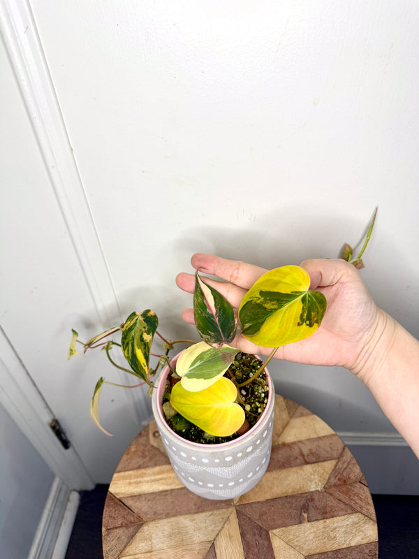 Philodendron Micans Variegated