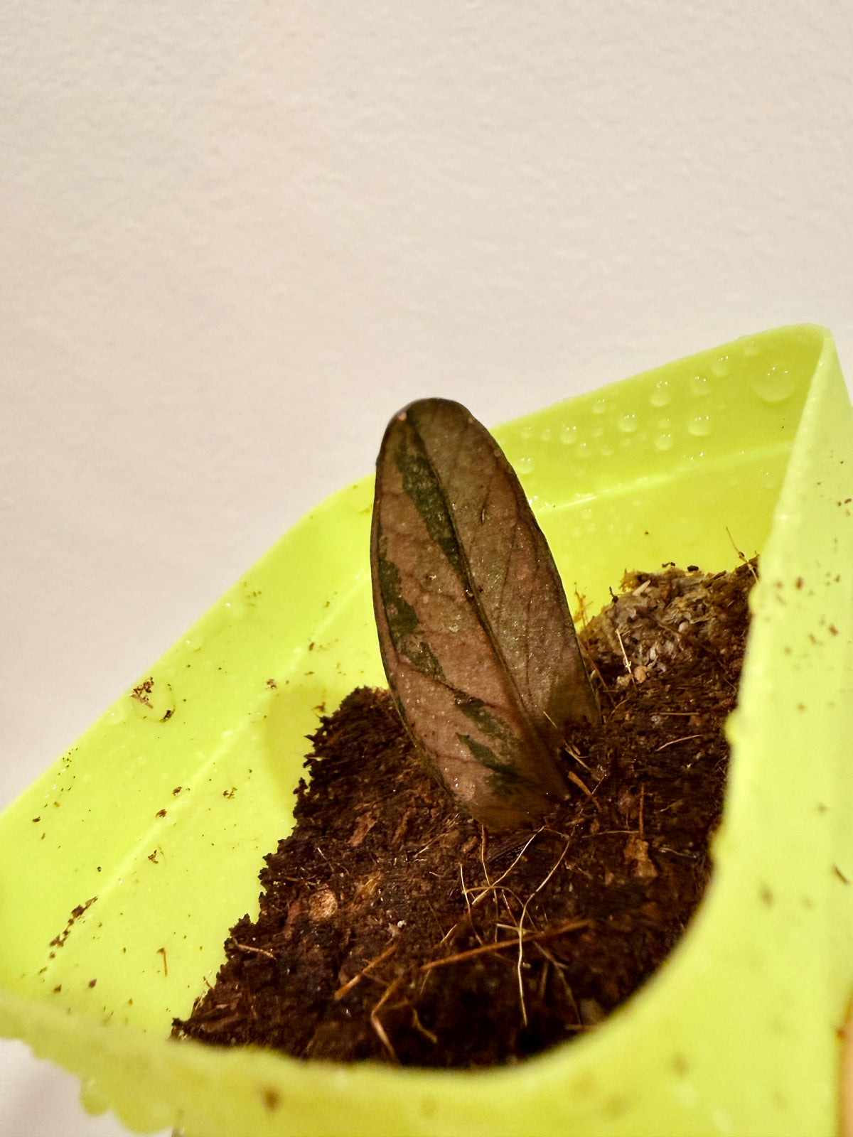PINK ZZ PLANT