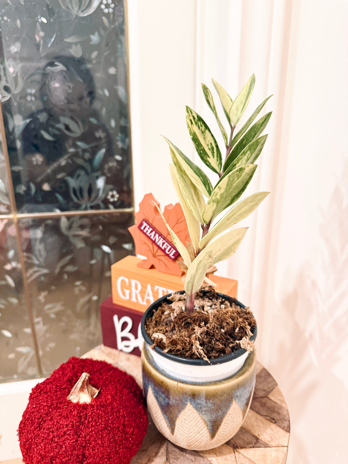 ZZPlant Aurea