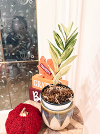 ZZPlant Aurea