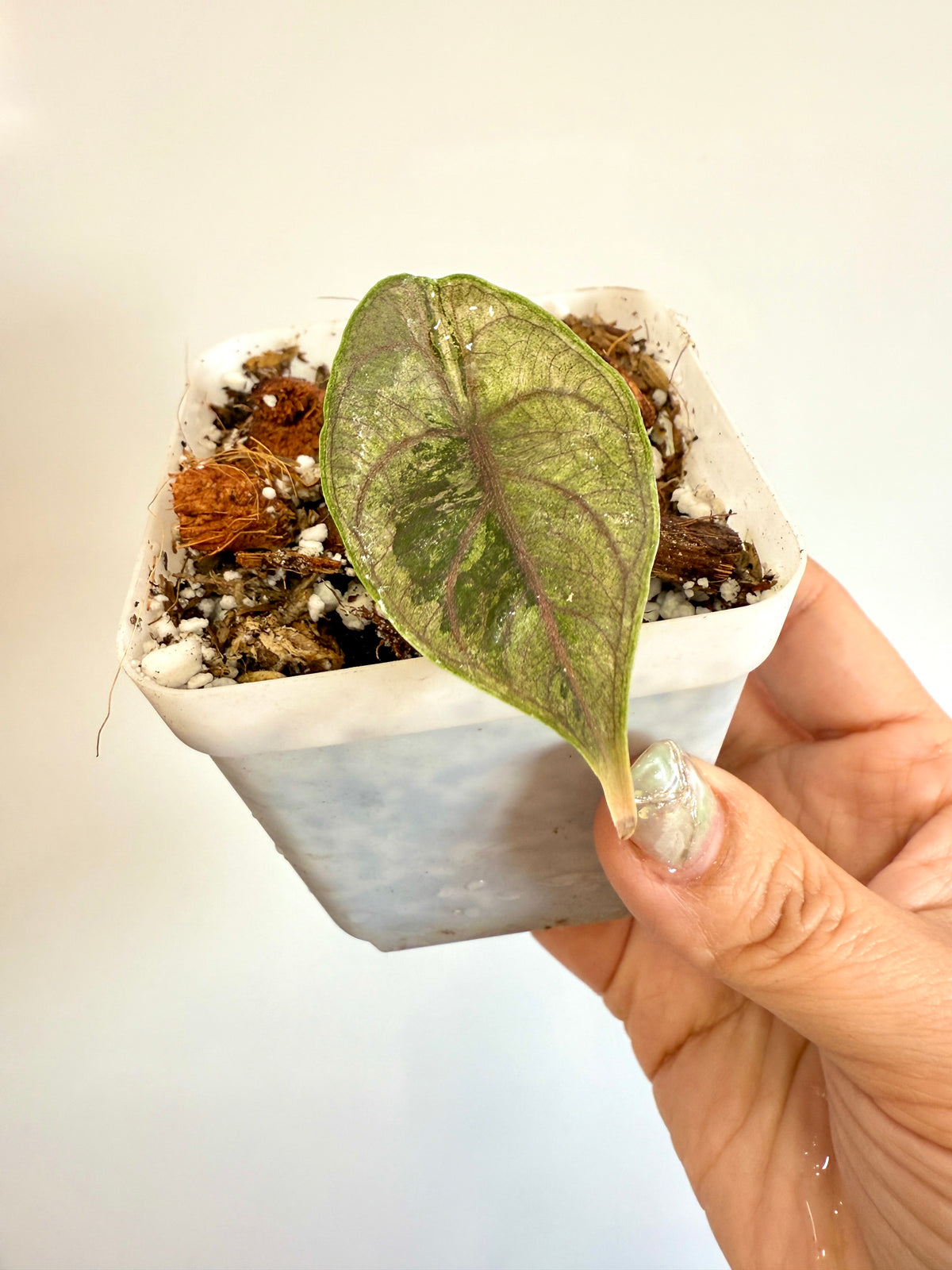 Alocasia Azlanii Pink