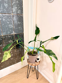 Philodendron Joepii Variegated XL