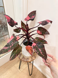Philodendron Pink Princess Galaxy