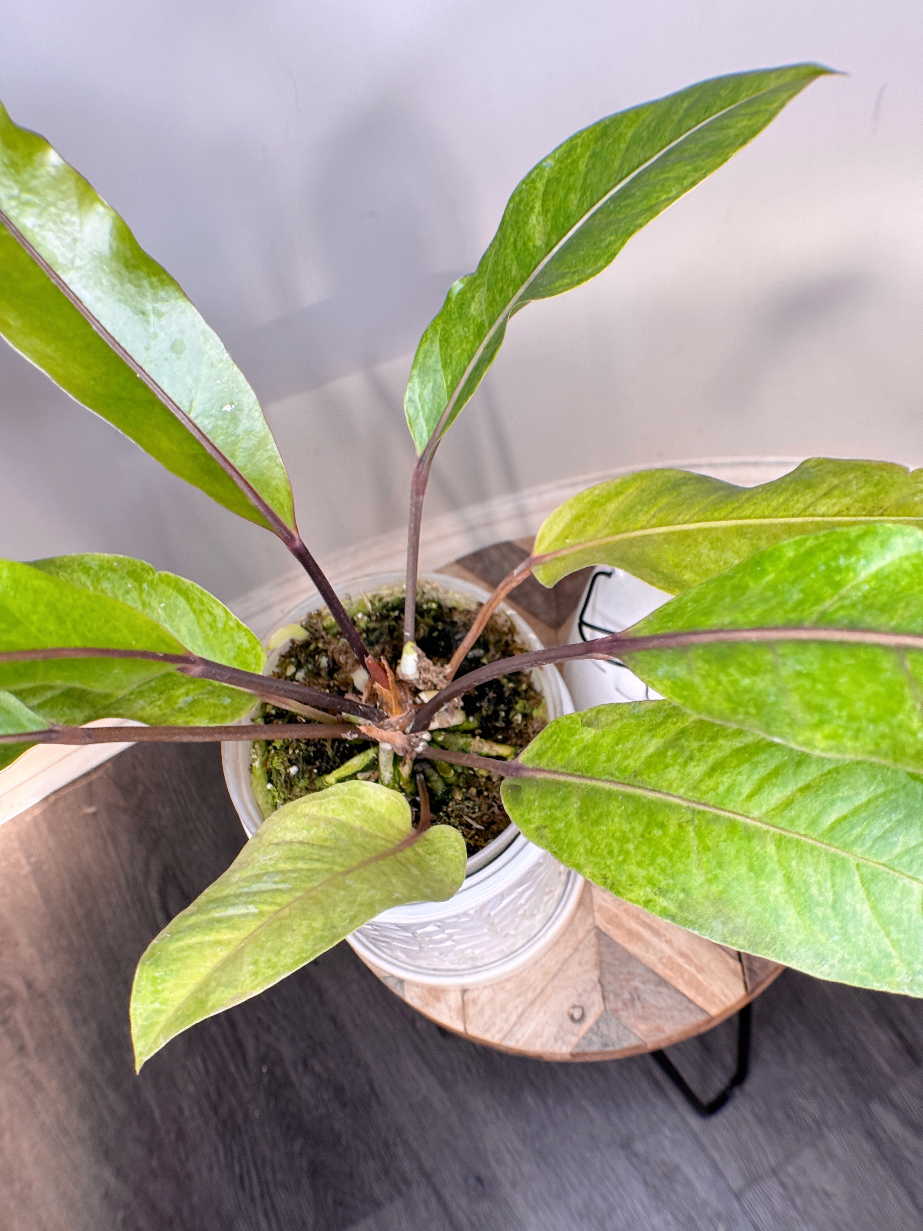 Anthurium Hookeri Variegated – Rare Tropical Plants Canada