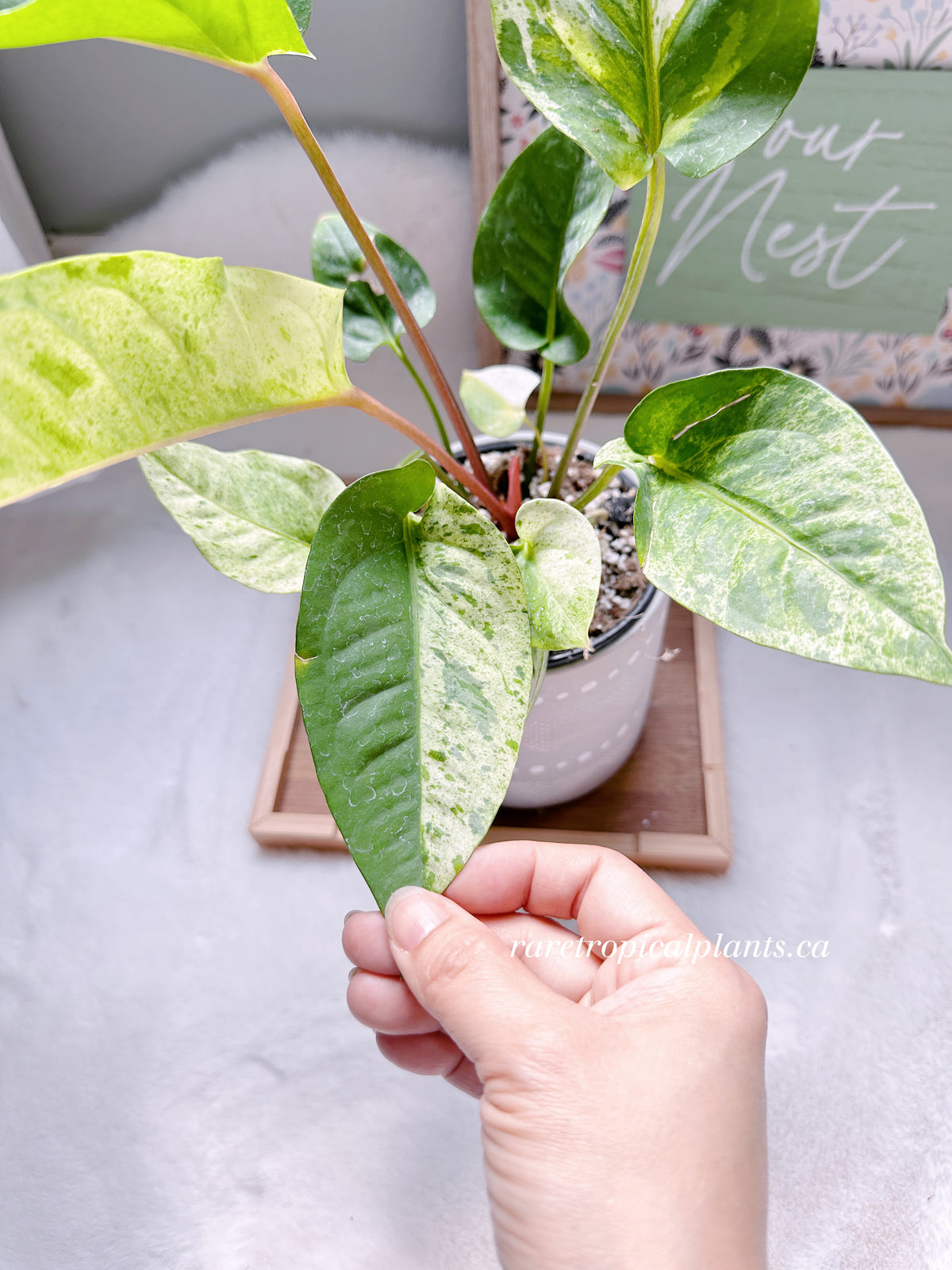 Anthurium Hookeri Variegated