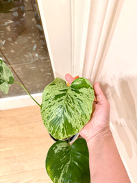 Monstera Vietciosa