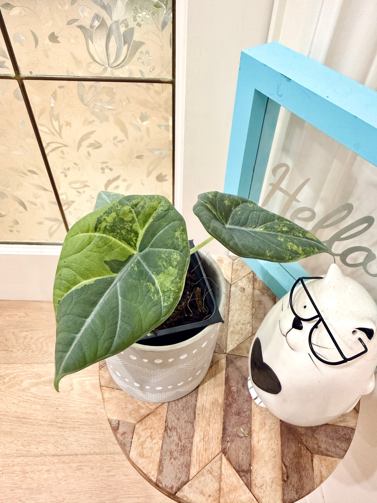 ALOCASIA GOLDEN LIME