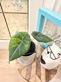 ALOCASIA GOLDEN LIME