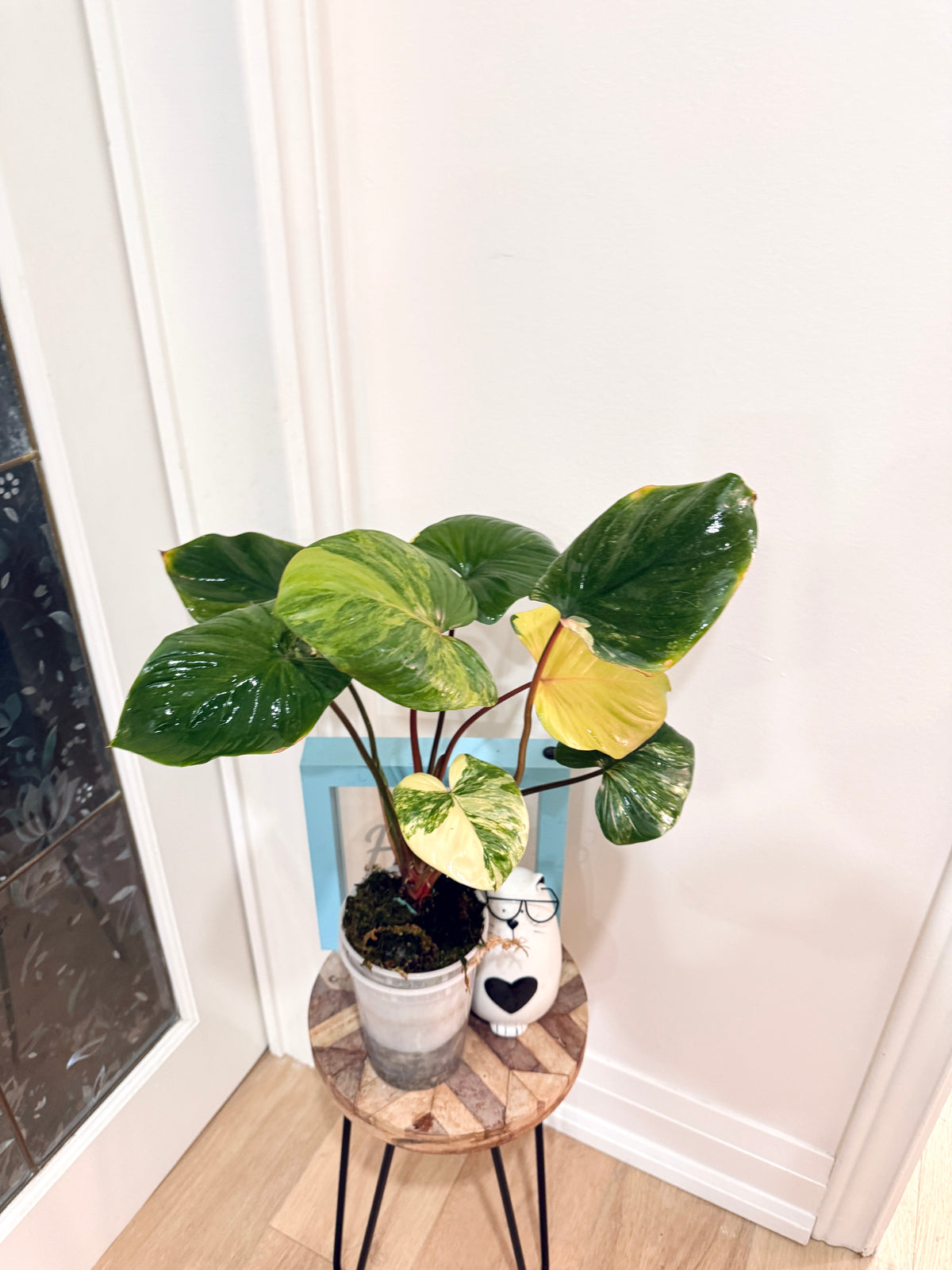 Homalomena Rubescen Tricolour
