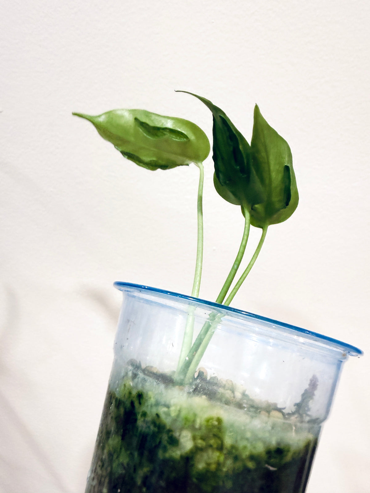 MONSTERA HURRICANE