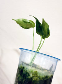 MONSTERA HURRICANE