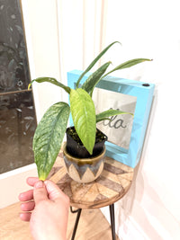 Rhaphidophora Gorilan Variegated
