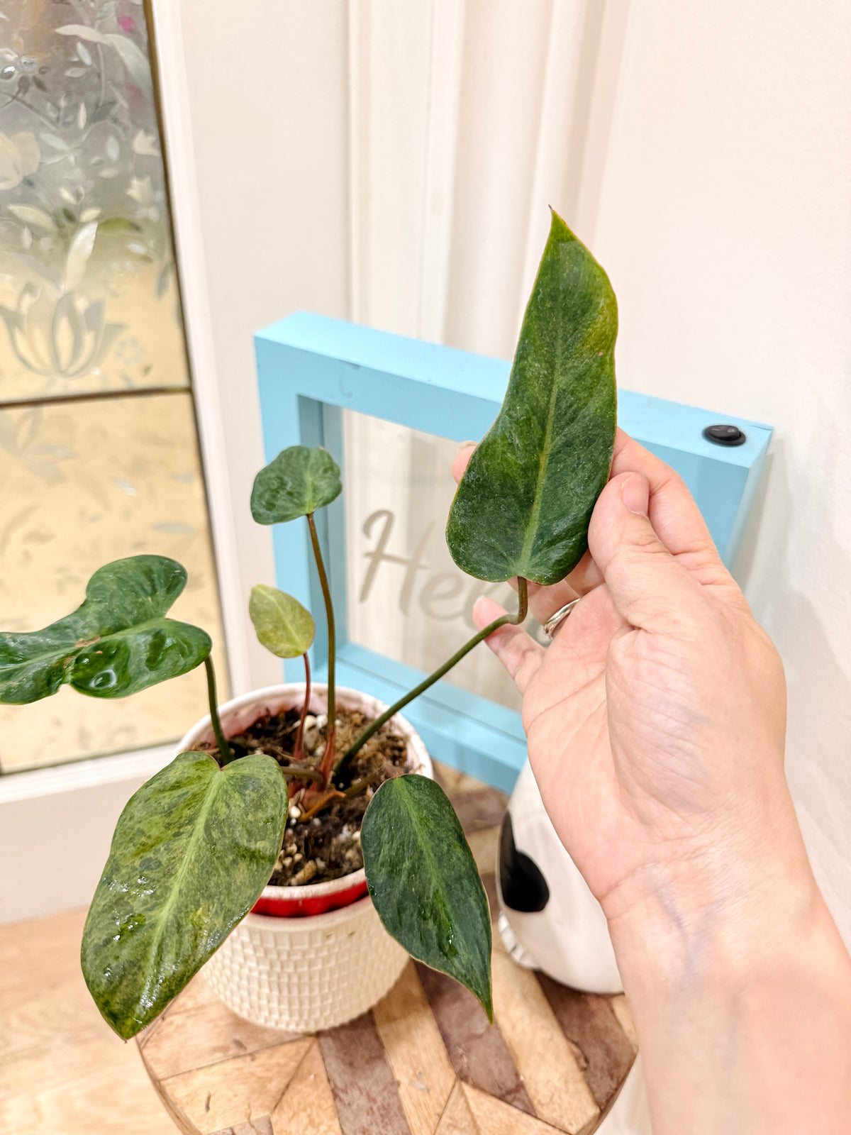 PHILODENDRON EL CHOCO RED X BILLIETIAE VARIEGATE
