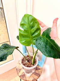 Monstera Zoombie