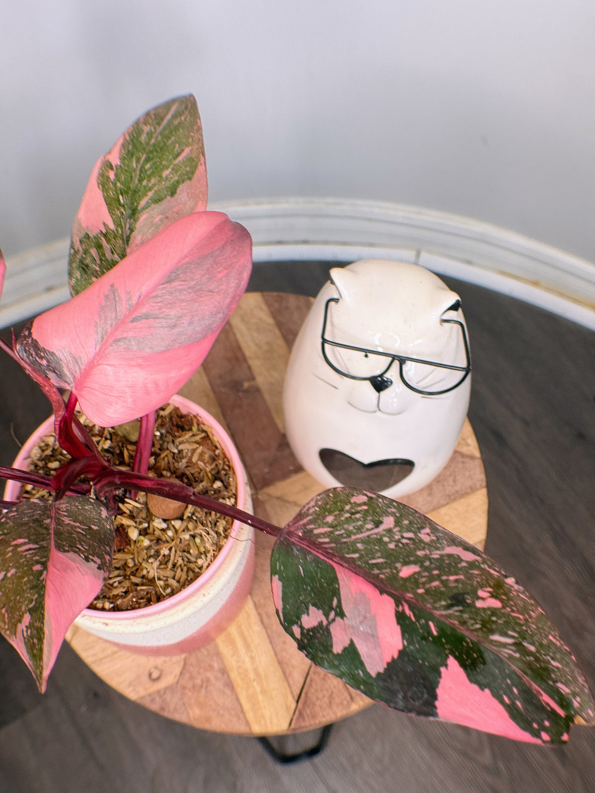 Philodendron Pink Princess Galaxy