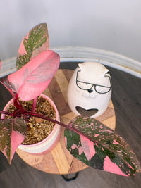 Philodendron Pink Princess Galaxy
