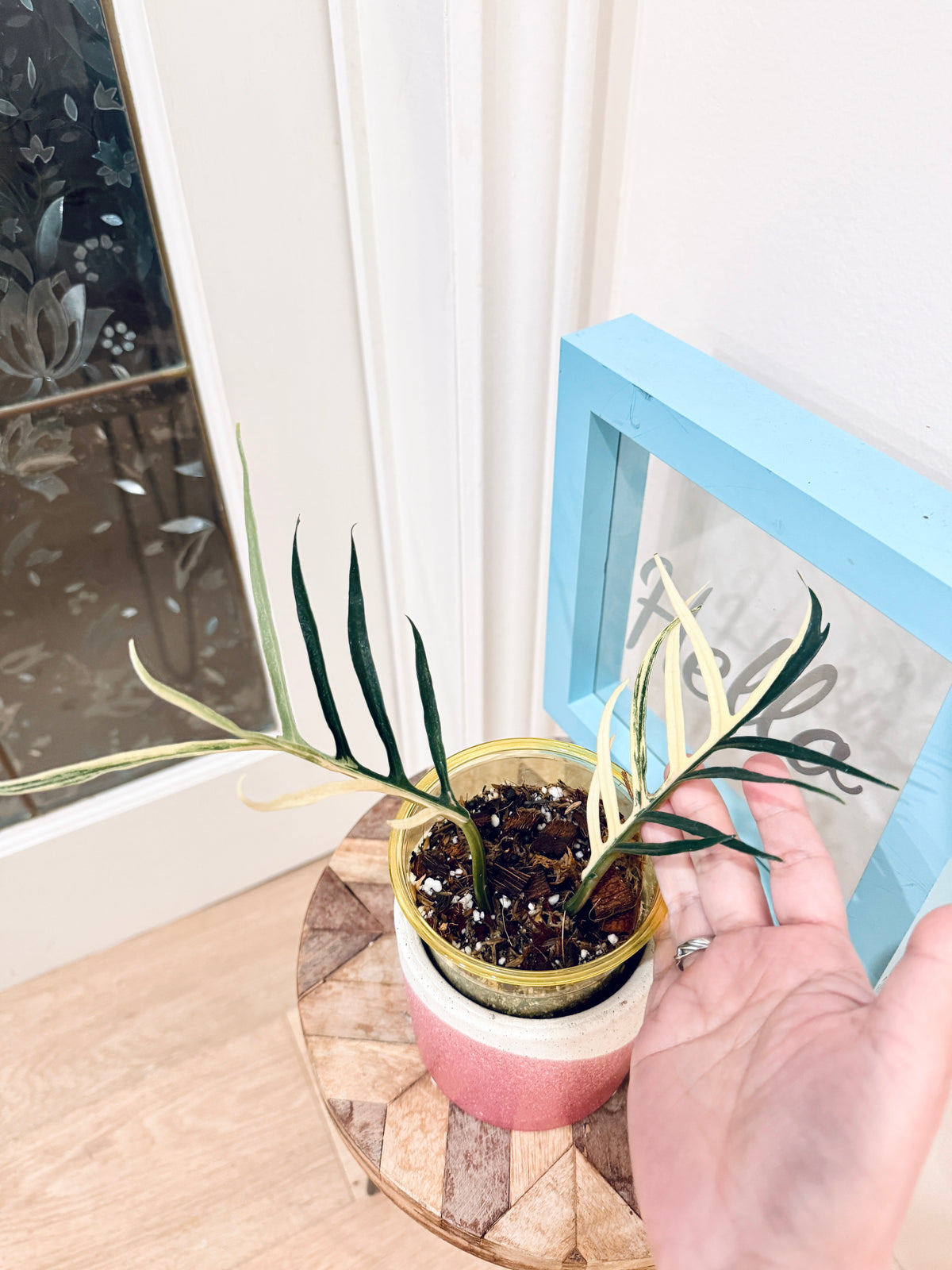 Philodendron Tortum Variegated