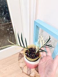 Philodendron Tortum Variegated