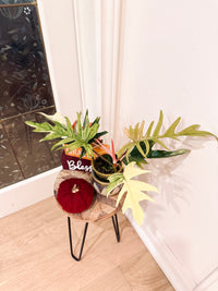 Philodendron Flobe x Tortum
