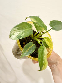 Philodendron Ilsemanii