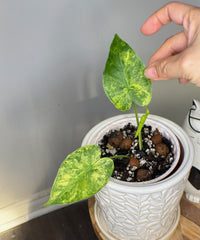 Alocasia Gageana Mint