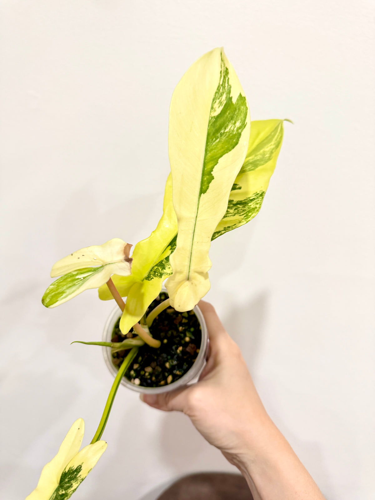 Philodendron Florida Beauty x Bobcee Variegated