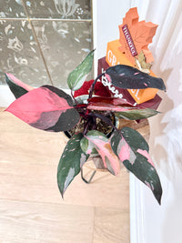 Philodendron Pink Princess Marble