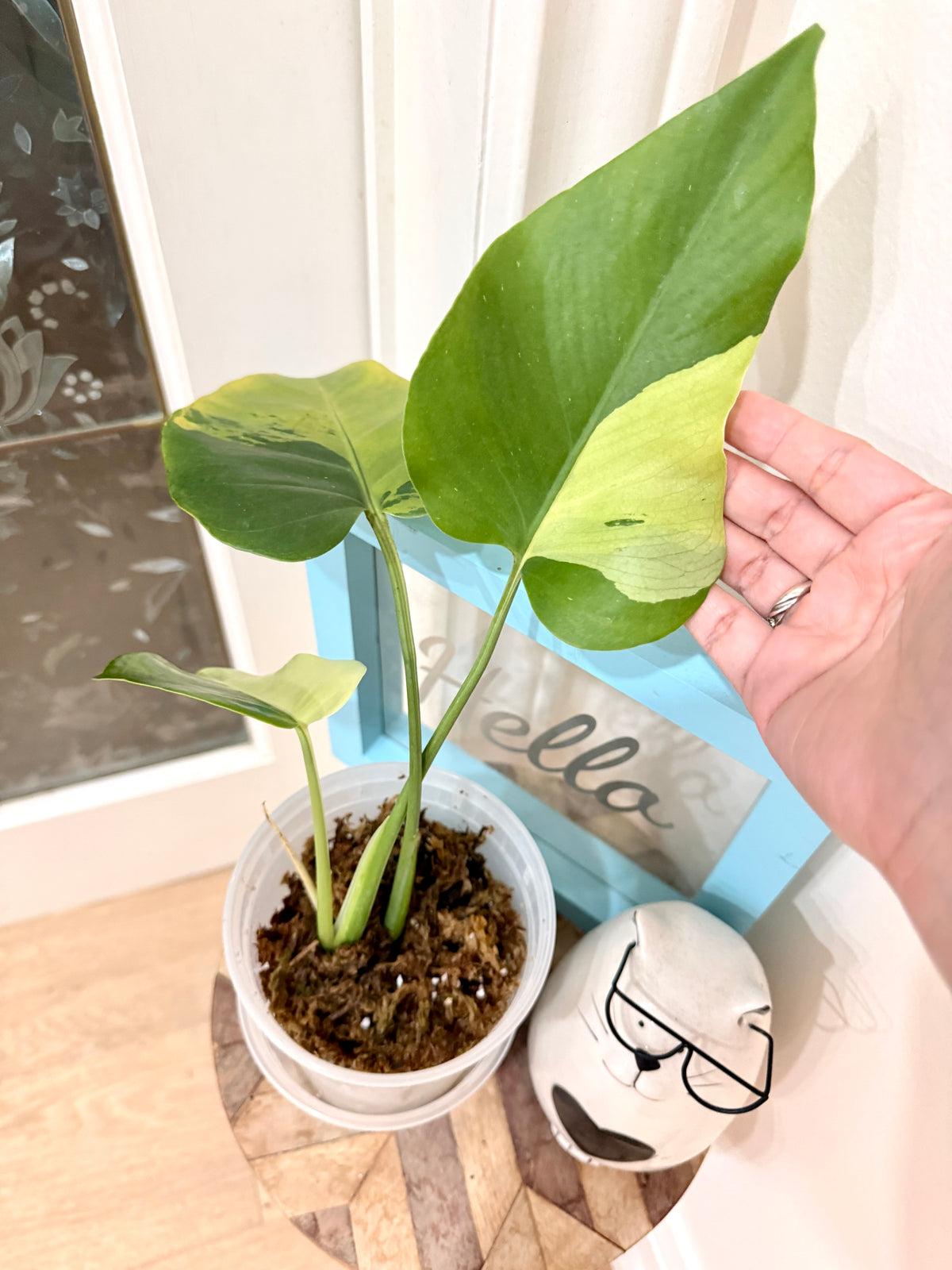 Monstera light lime