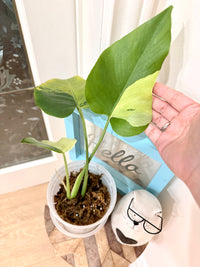 Monstera light lime